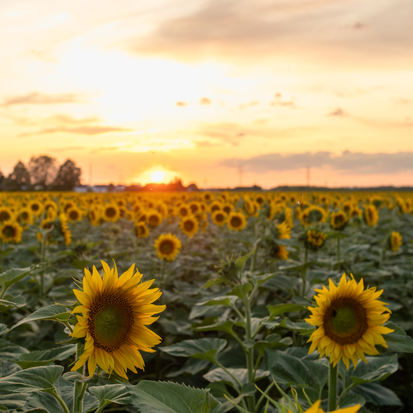 blühendes Sonnenblumenfeld bei Sonnenuntergang in Pliening. Aus den Sonnenblumenkernen pressen wir hochwertiges Speiseöl und verwenden es in Vogelfuttermischungen. 